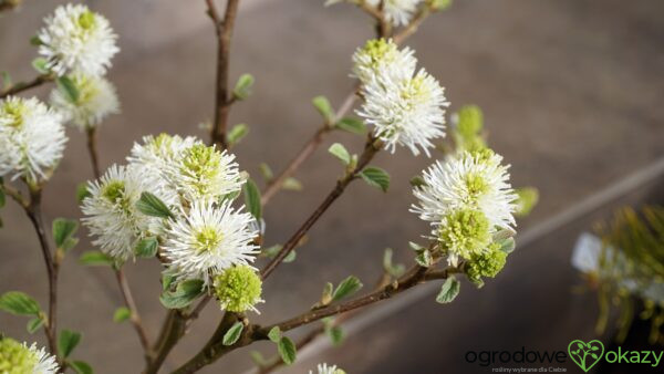 FOTERGILLA WIĘKSZA Fothergilla major