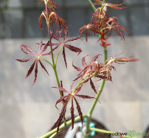 KLON PALMOWY DRAGON'S FIRE Acer palmatum