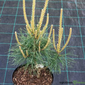 SOSNA POSPOLITA BIAŁOGON Pinus sylvestris