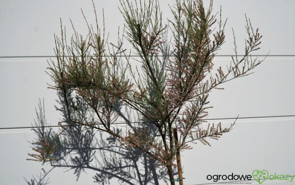 TAMARYSZEK DROBNOKWIATOWY Tamarix parviflora