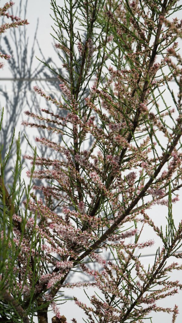 TAMARYSZEK DROBNOKWIATOWY Tamarix parviflora