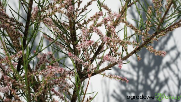 TAMARYSZEK DROBNOKWIATOWY Tamarix parviflora