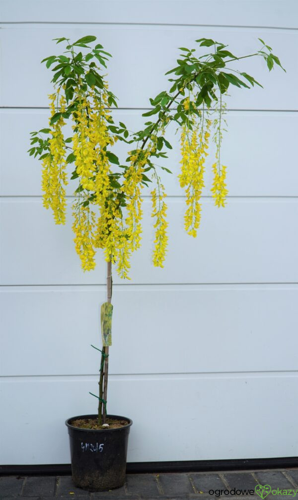 ZŁOTOKAP WATERERA VOSSII Laburnum ×watereri