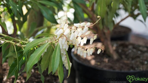 PIERIS JAPOŃSKI FOREST FLAME Pieris japonica