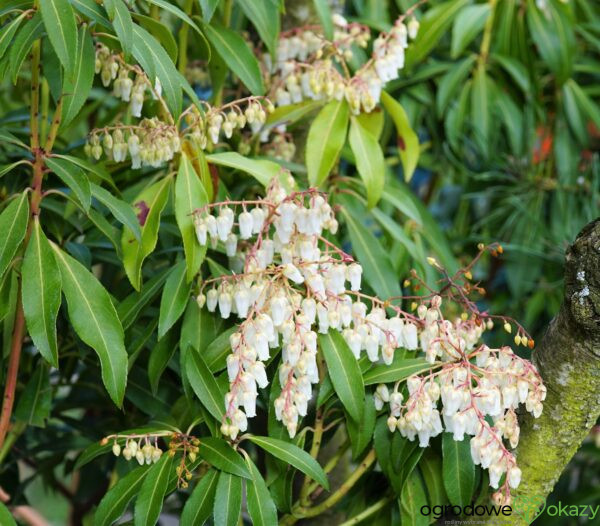 PIERIS JAPOŃSKI FOREST FLAME Pieris japonica