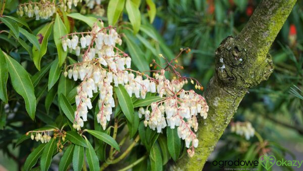 PIERIS JAPOŃSKI FOREST FLAME Pieris japonica