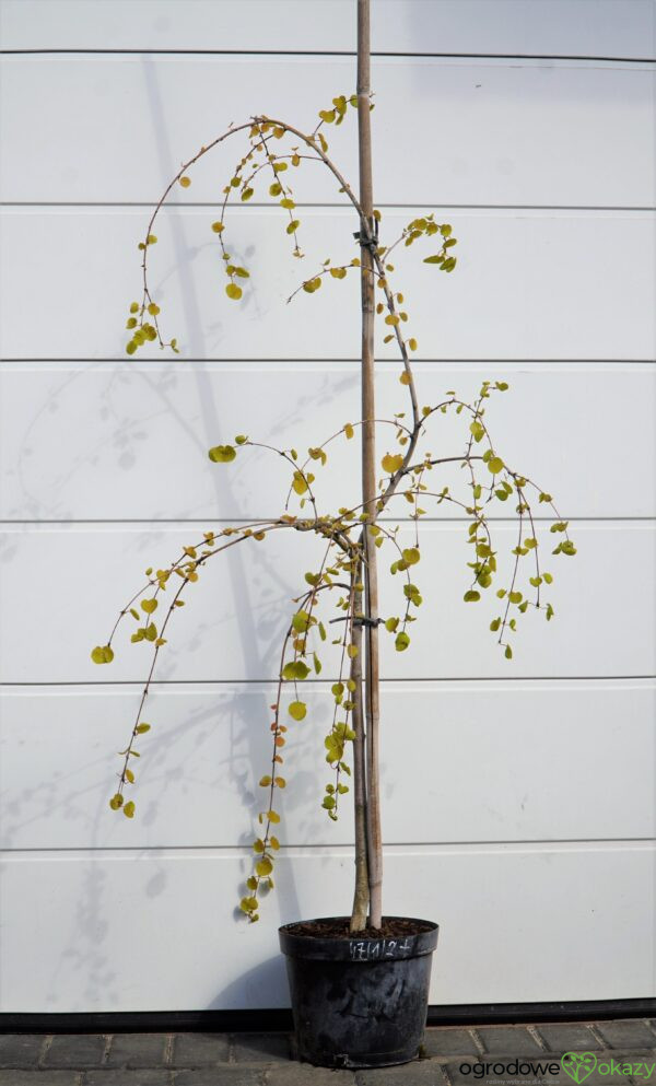 GRUJECZNIK JAPOŃSKI PENDULA Cercidiphyllum japonicum 'Pendulum'