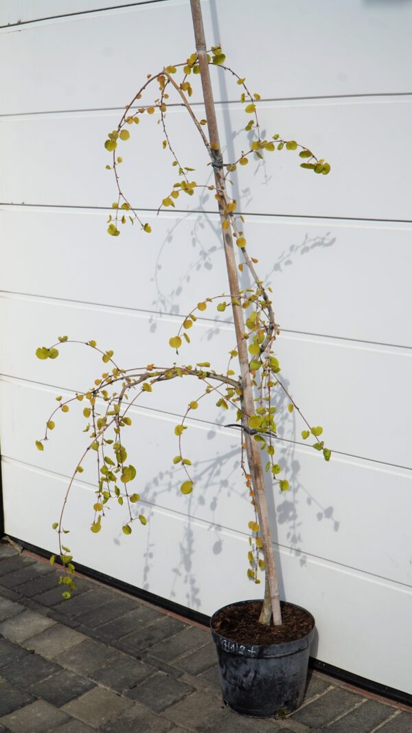 GRUJECZNIK JAPOŃSKI PENDULA Cercidiphyllum japonicum 'Pendulum'