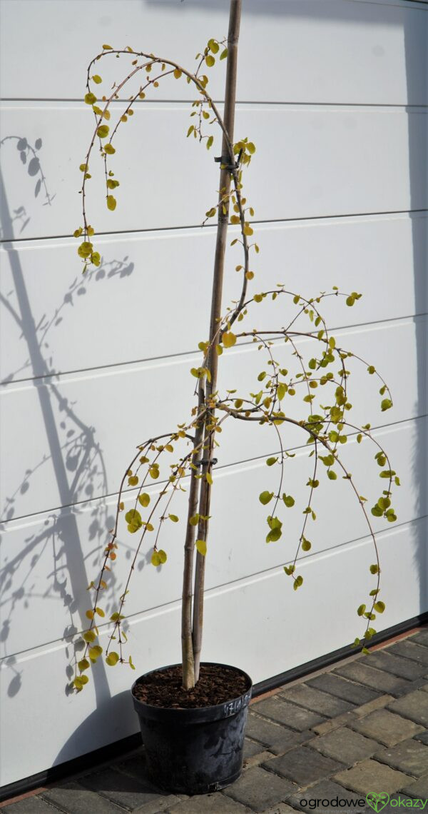 GRUJECZNIK JAPOŃSKI PENDULA Cercidiphyllum japonicum 'Pendulum'