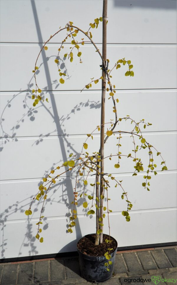 GRUJECZNIK JAPOŃSKI PENDULA Cercidiphyllum japonicum 'Pendulum'