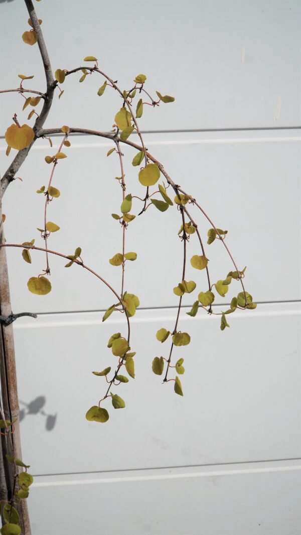 GRUJECZNIK JAPOŃSKI PENDULA Cercidiphyllum japonicum 'Pendulum'