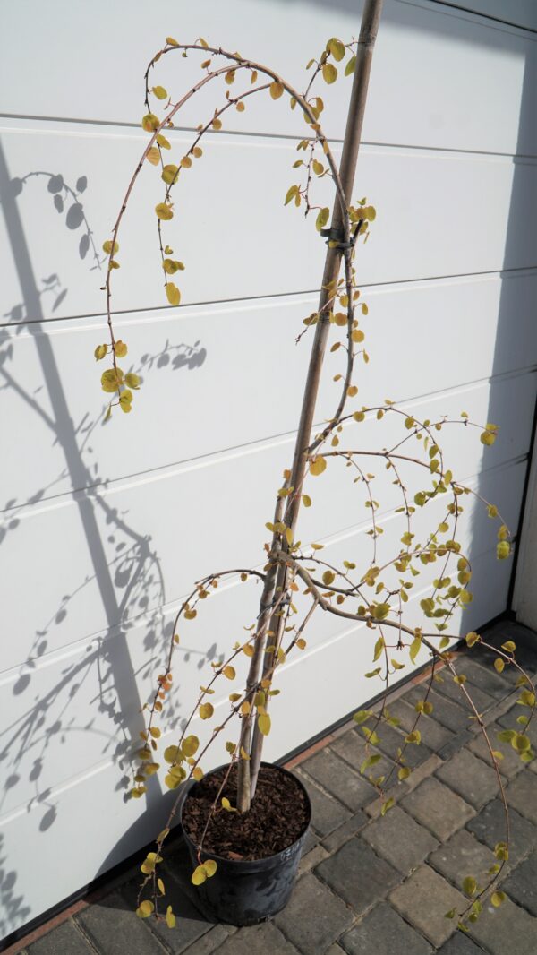 GRUJECZNIK JAPOŃSKI PENDULA Cercidiphyllum japonicum 'Pendulum'