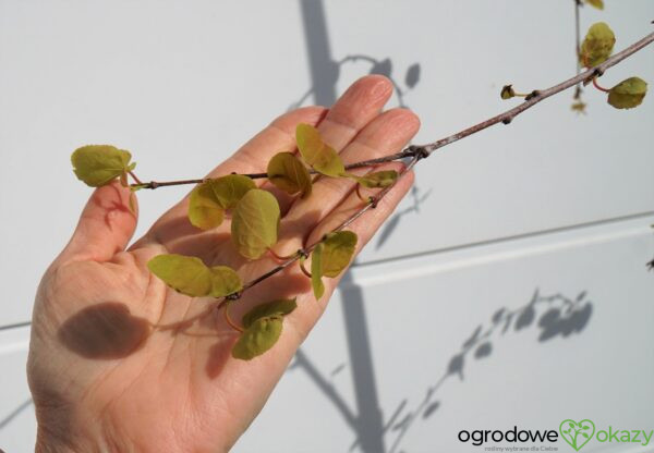 GRUJECZNIK JAPOŃSKI PENDULA Cercidiphyllum japonicum 'Pendulum'