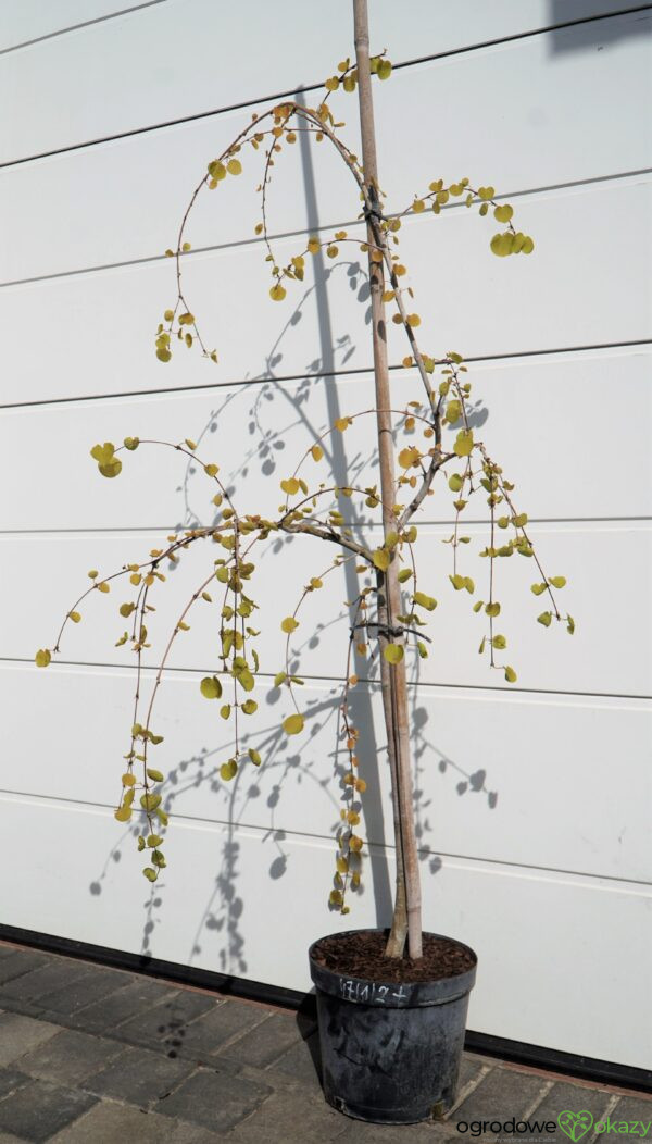 GRUJECZNIK JAPOŃSKI PENDULA Cercidiphyllum japonicum 'Pendulum'