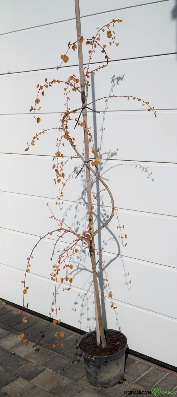 GRUJECZNIK JAPOŃSKI PENDULA Cercidiphyllum japonicum 'Pendulum'