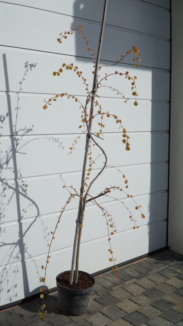 GRUJECZNIK JAPOŃSKI PENDULA Cercidiphyllum japonicum 'Pendulum'