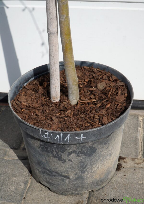 GRUJECZNIK JAPOŃSKI PENDULA Cercidiphyllum japonicum 'Pendulum'