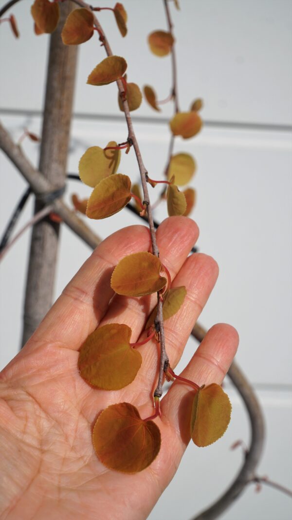 GRUJECZNIK JAPOŃSKI PENDULA Cercidiphyllum japonicum 'Pendulum'