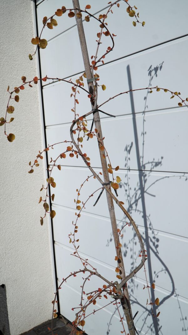 GRUJECZNIK JAPOŃSKI PENDULA Cercidiphyllum japonicum 'Pendulum'