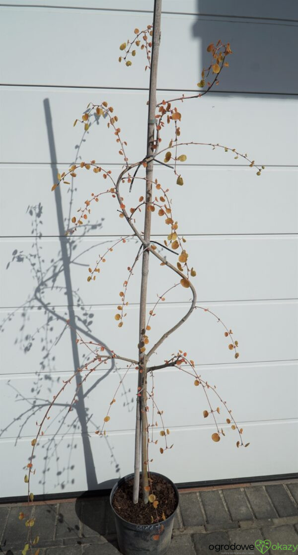 GRUJECZNIK JAPOŃSKI PENDULA Cercidiphyllum japonicum 'Pendulum'