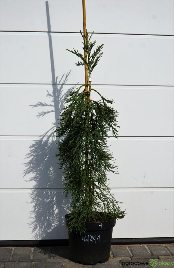 MAMUTOWIEC OLBRZYMI PENDULA Sequoiadendron giganteum 'Pendulum'