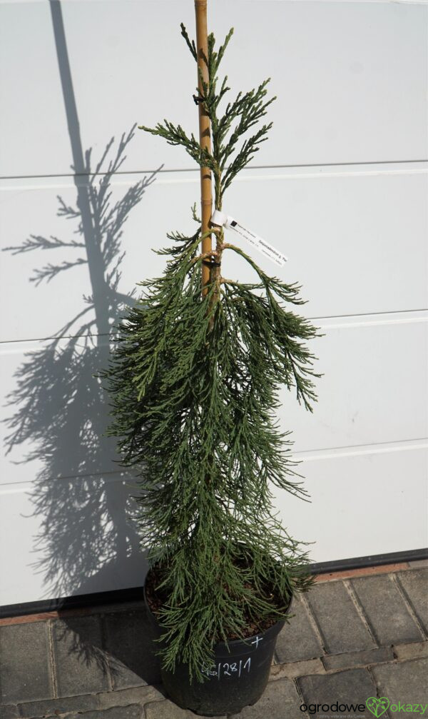 MAMUTOWIEC OLBRZYMI PENDULA Sequoiadendron giganteum 'Pendulum'