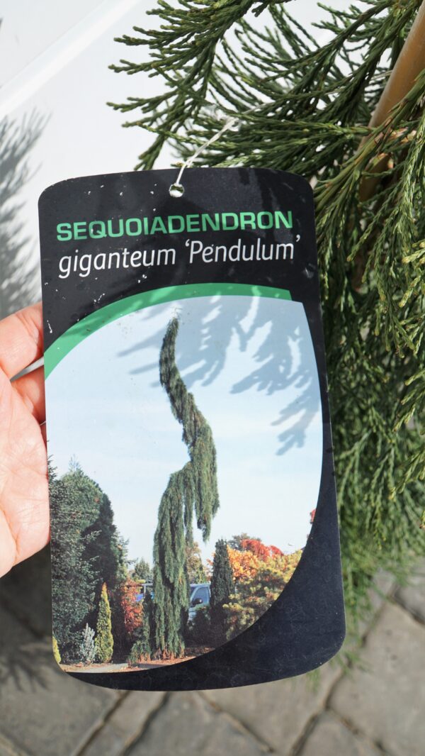 MAMUTOWIEC OLBRZYMI PENDULA Sequoiadendron giganteum 'Pendulum'