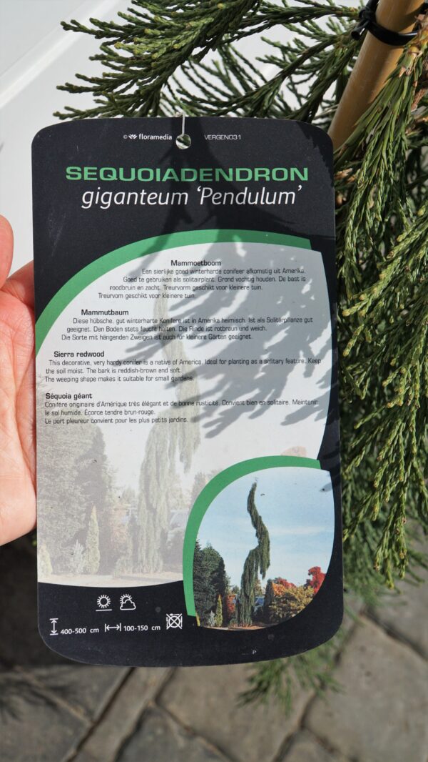 MAMUTOWIEC OLBRZYMI PENDULA Sequoiadendron giganteum 'Pendulum'