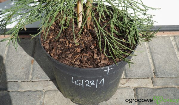 MAMUTOWIEC OLBRZYMI PENDULA Sequoiadendron giganteum 'Pendulum'