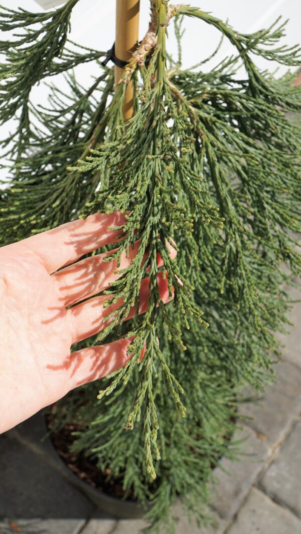 MAMUTOWIEC OLBRZYMI PENDULA Sequoiadendron giganteum 'Pendulum'