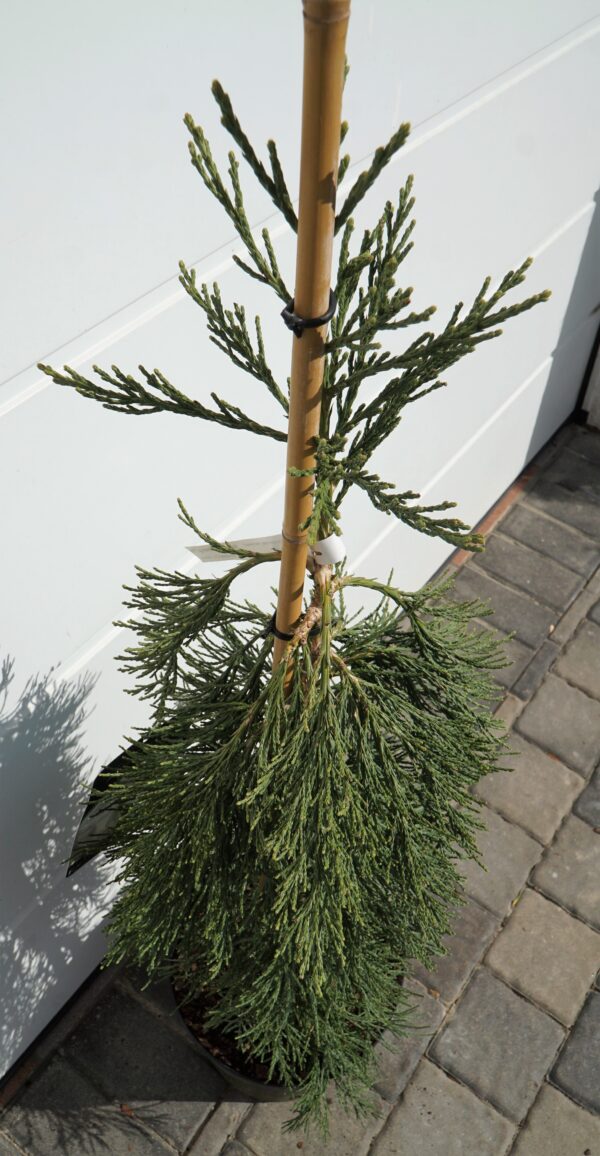 MAMUTOWIEC OLBRZYMI PENDULA Sequoiadendron giganteum 'Pendulum'