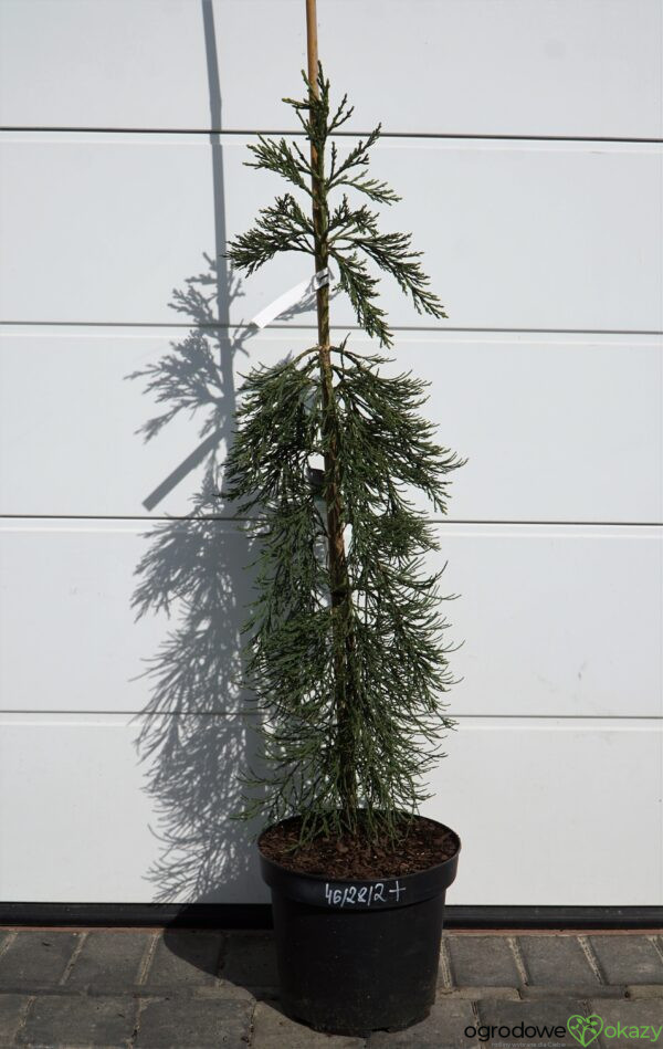 MAMUTOWIEC OLBRZYMI PENDULA Sequoiadendron giganteum 'Pendulum'