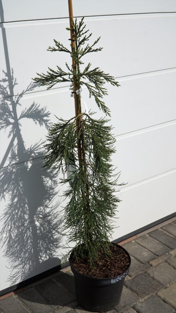 MAMUTOWIEC OLBRZYMI PENDULA Sequoiadendron giganteum 'Pendulum'