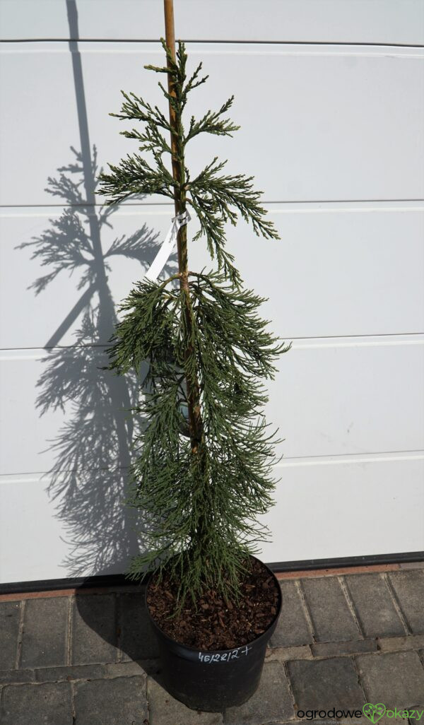 MAMUTOWIEC OLBRZYMI PENDULA Sequoiadendron giganteum 'Pendulum'