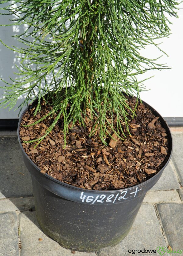 MAMUTOWIEC OLBRZYMI PENDULA Sequoiadendron giganteum 'Pendulum'