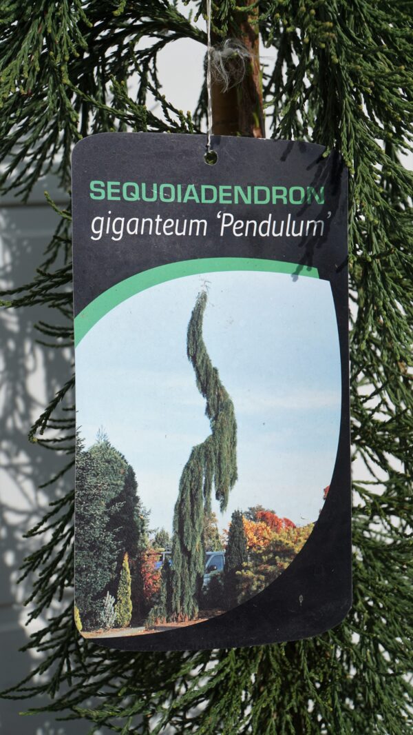 MAMUTOWIEC OLBRZYMI PENDULA Sequoiadendron giganteum 'Pendulum'