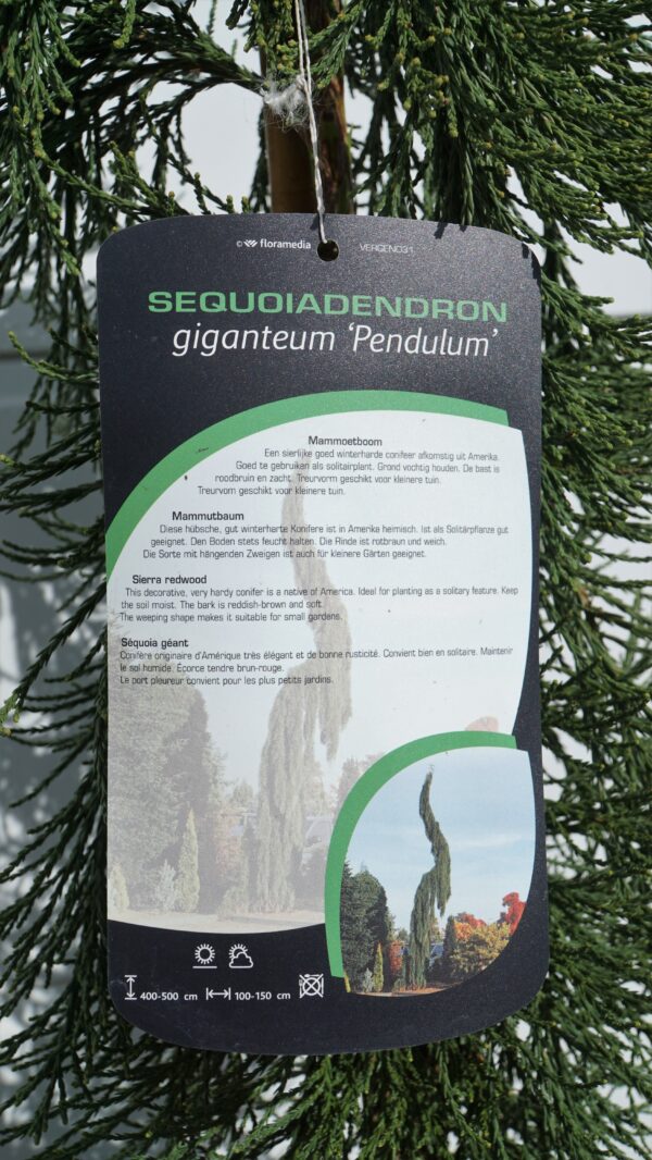 MAMUTOWIEC OLBRZYMI PENDULA Sequoiadendron giganteum 'Pendulum'