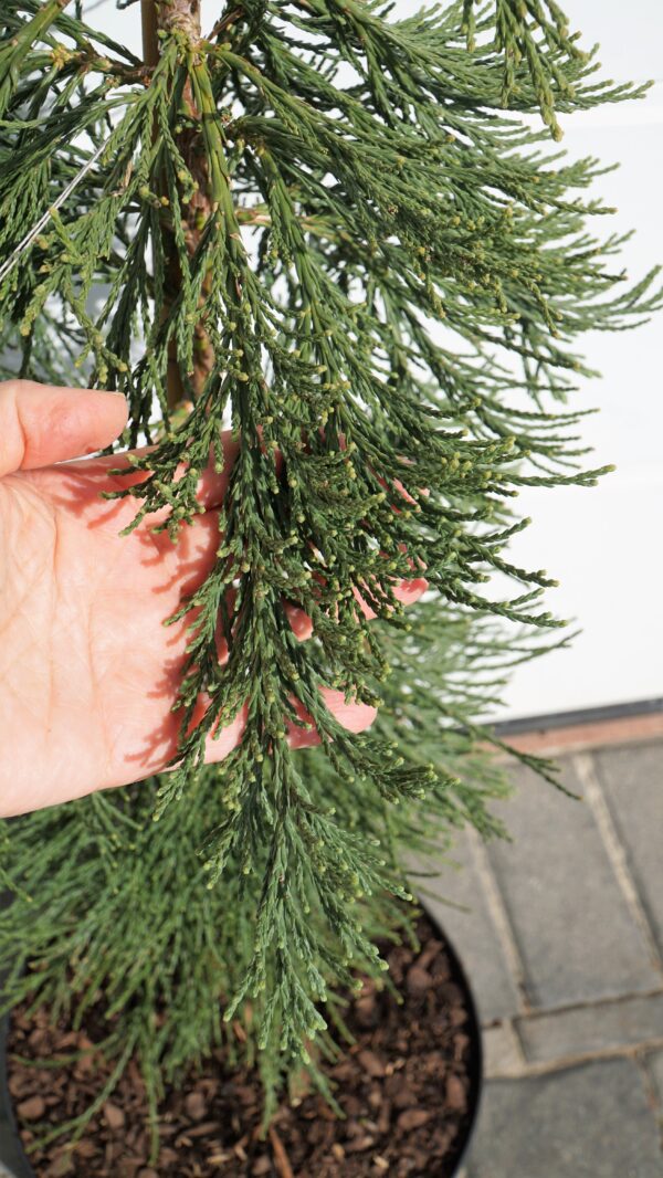 MAMUTOWIEC OLBRZYMI PENDULA Sequoiadendron giganteum 'Pendulum'