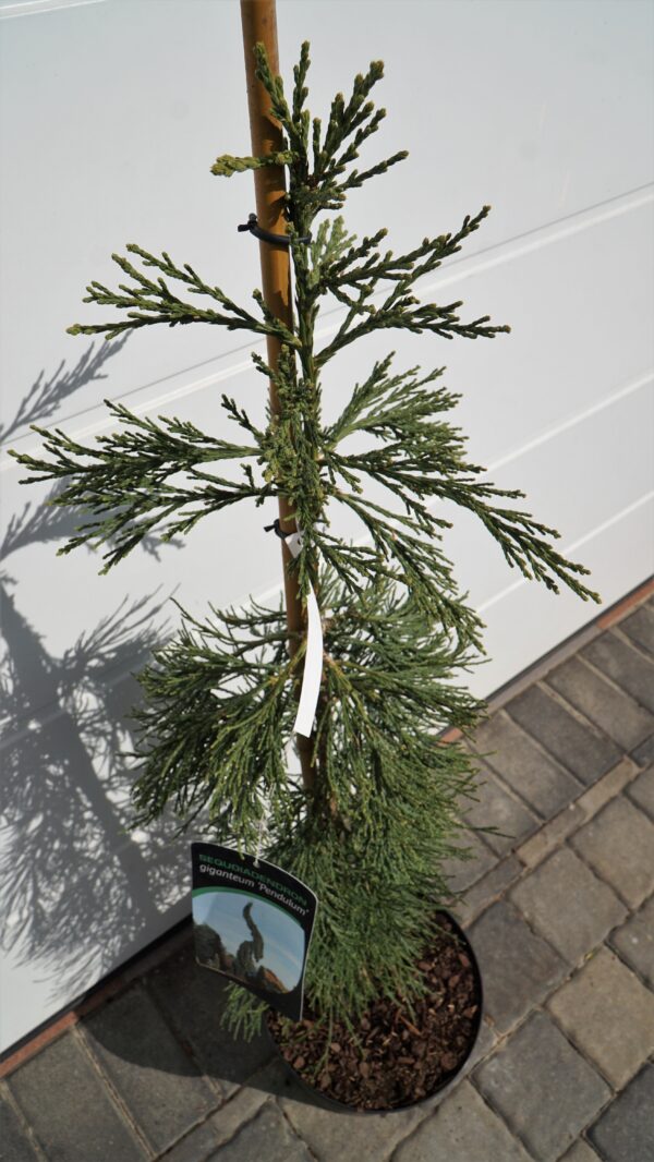 MAMUTOWIEC OLBRZYMI PENDULA Sequoiadendron giganteum 'Pendulum'