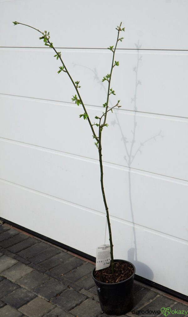 ZŁOTOKAP WATERERA VOSSII Laburnum ×watereri