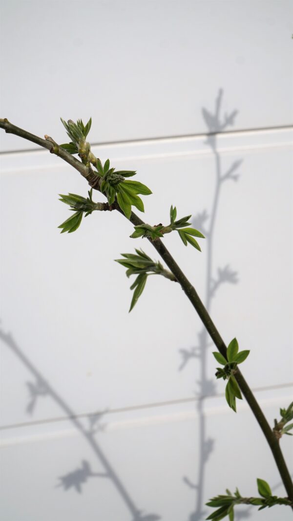 ZŁOTOKAP WATERERA VOSSII Laburnum ×watereri