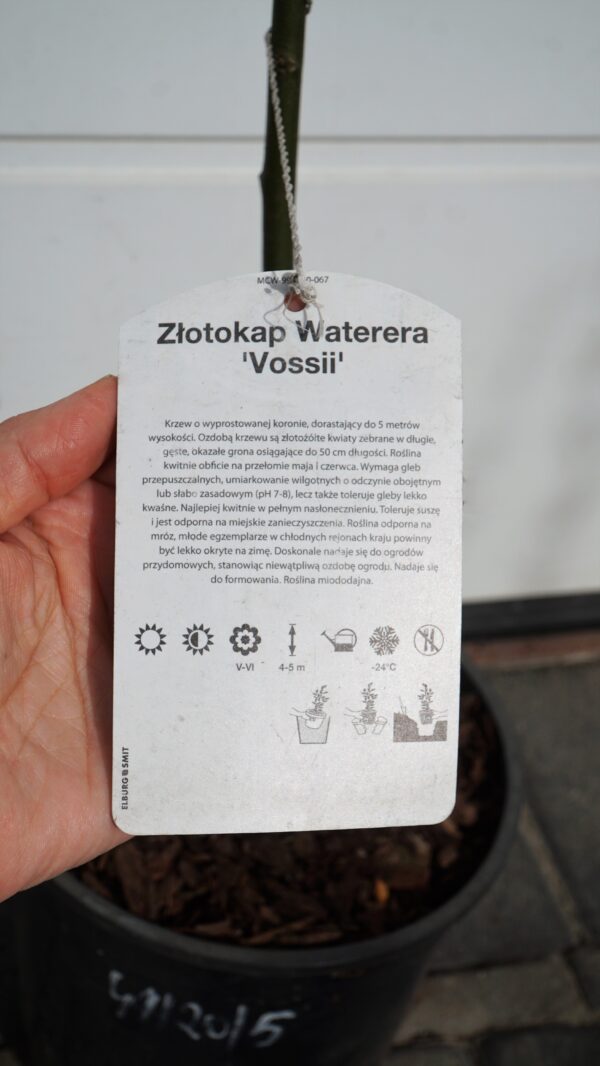 ZŁOTOKAP WATERERA VOSSII Laburnum ×watereri