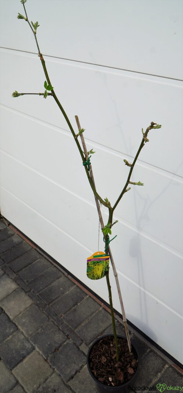 ZŁOTOKAP WATERERA VOSSII Laburnum ×watereri