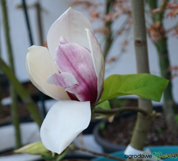 MAGNOLIA TORO Magnolia Toro