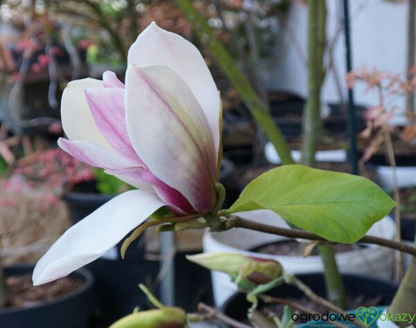 MAGNOLIA TORO Magnolia Toro