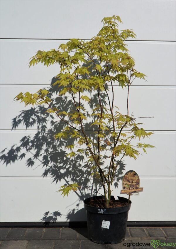 KLON PALMOWY ORANGE DREAM Acer palmatum