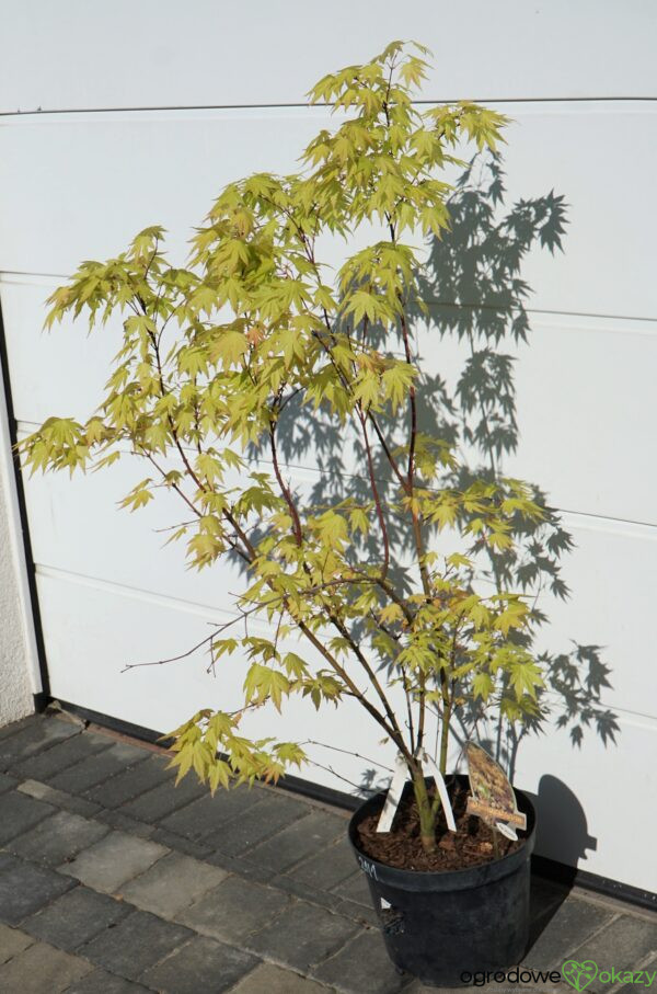 KLON PALMOWY ORANGE DREAM Acer palmatum