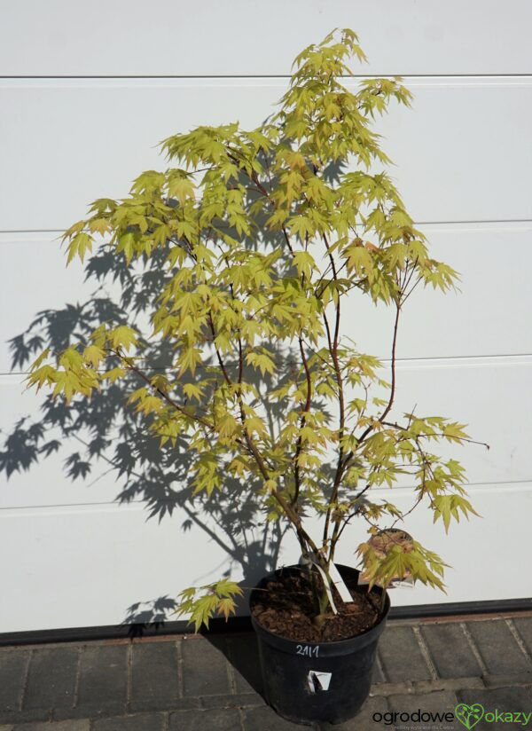 KLON PALMOWY ORANGE DREAM Acer palmatum