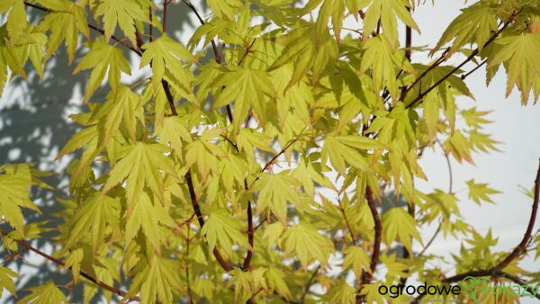 KLON PALMOWY ORANGE DREAM Acer palmatum