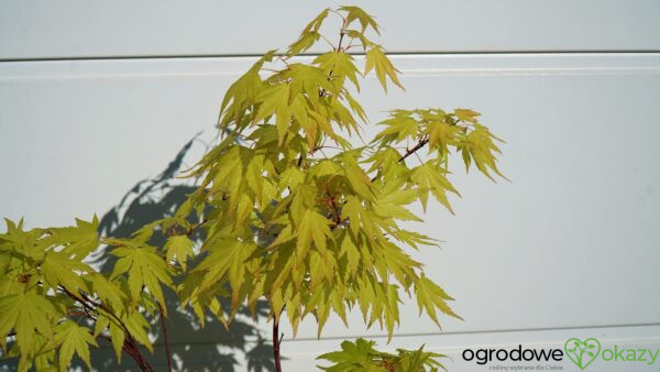 KLON PALMOWY ORANGE DREAM Acer palmatum